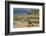 New Zealand, Enderby Island, Sandy Bay. New Zealand sea lion.-Cindy Miller Hopkins-Framed Photographic Print