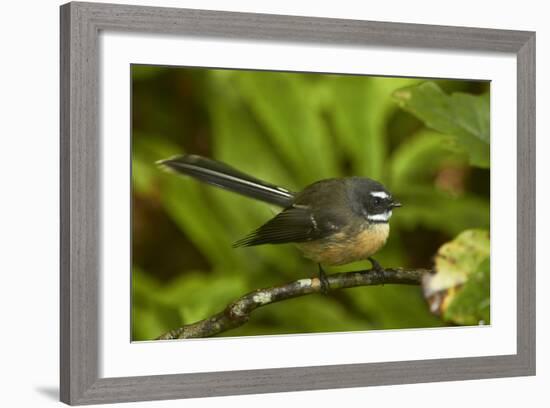 New Zealand Fantail, Hunua Ranges, Auckland, North Island, New Zealand-David Wall-Framed Photographic Print