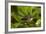 New Zealand Fantail, Hunua Ranges, Auckland, North Island, New Zealand-David Wall-Framed Photographic Print