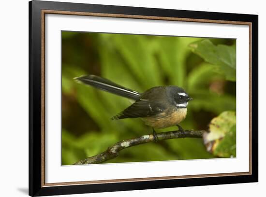 New Zealand Fantail, Hunua Ranges, Auckland, North Island, New Zealand-David Wall-Framed Photographic Print