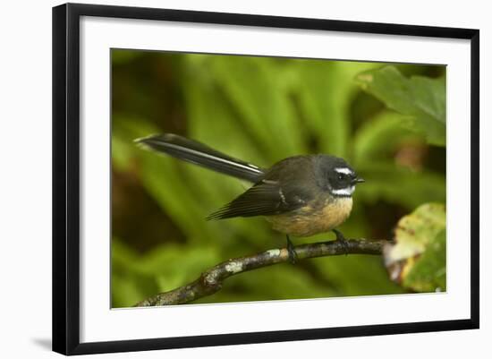 New Zealand Fantail, Hunua Ranges, Auckland, North Island, New Zealand-David Wall-Framed Photographic Print