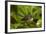 New Zealand Fantail, Hunua Ranges, Auckland, North Island, New Zealand-David Wall-Framed Photographic Print