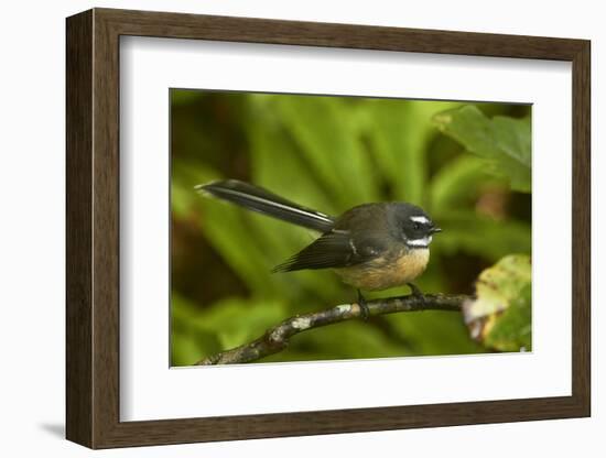 New Zealand Fantail, Hunua Ranges, Auckland, North Island, New Zealand-David Wall-Framed Photographic Print