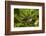 New Zealand Fantail, Hunua Ranges, Auckland, North Island, New Zealand-David Wall-Framed Photographic Print