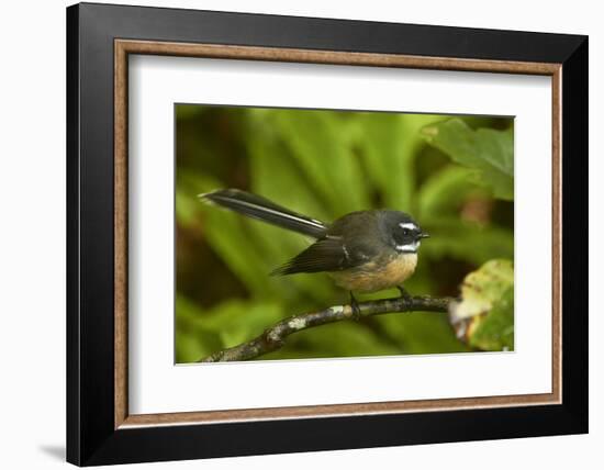 New Zealand Fantail, Hunua Ranges, Auckland, North Island, New Zealand-David Wall-Framed Photographic Print