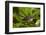 New Zealand Fantail, Hunua Ranges, Auckland, North Island, New Zealand-David Wall-Framed Photographic Print