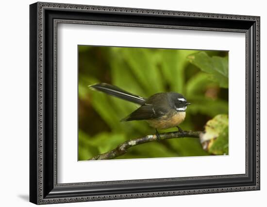 New Zealand Fantail, Hunua Ranges, Auckland, North Island, New Zealand-David Wall-Framed Photographic Print