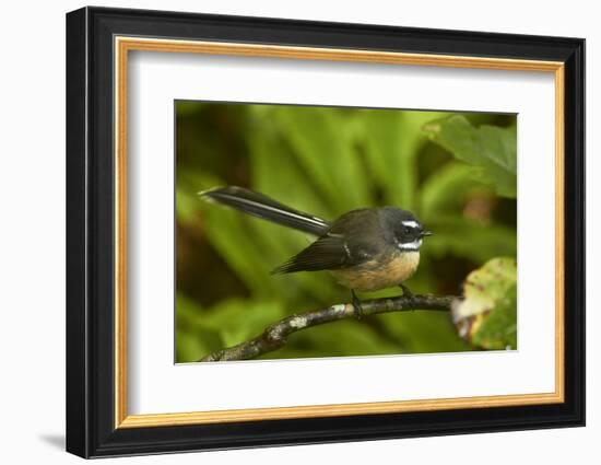 New Zealand Fantail, Hunua Ranges, Auckland, North Island, New Zealand-David Wall-Framed Photographic Print