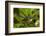 New Zealand Fantail, Hunua Ranges, Auckland, North Island, New Zealand-David Wall-Framed Photographic Print