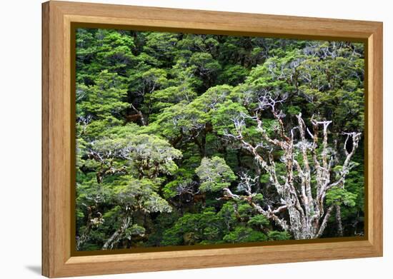 New Zealand, Fjordland National Park, Greenstone Track, Rainforest-Catharina Lux-Framed Premier Image Canvas