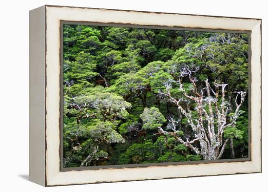 New Zealand, Fjordland National Park, Greenstone Track, Rainforest-Catharina Lux-Framed Premier Image Canvas