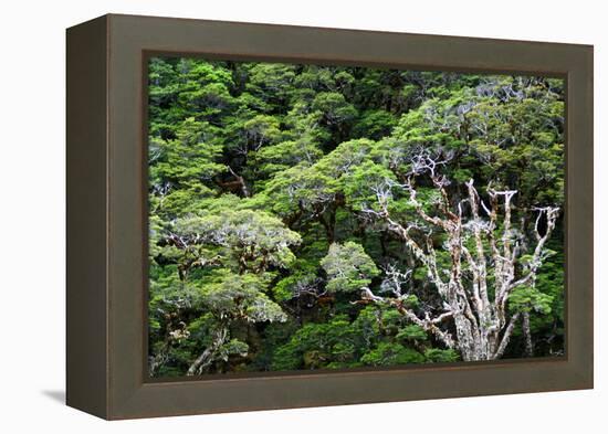 New Zealand, Fjordland National Park, Greenstone Track, Rainforest-Catharina Lux-Framed Premier Image Canvas