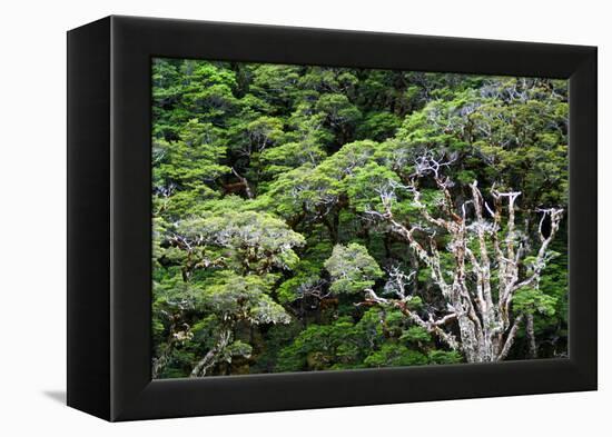 New Zealand, Fjordland National Park, Greenstone Track, Rainforest-Catharina Lux-Framed Premier Image Canvas