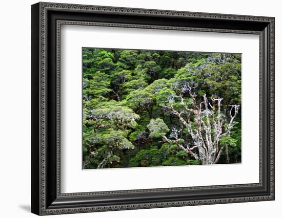 New Zealand, Fjordland National Park, Greenstone Track, Rainforest-Catharina Lux-Framed Photographic Print