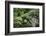 New Zealand, Fjordland National Park, Greenstone Track, Rainforest-Catharina Lux-Framed Photographic Print