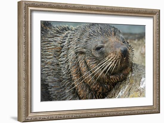 New Zealand Fur Seal-Tony Camacho-Framed Photographic Print