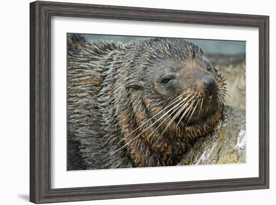 New Zealand Fur Seal-Tony Camacho-Framed Photographic Print