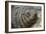 New Zealand Fur Seal-Tony Camacho-Framed Photographic Print