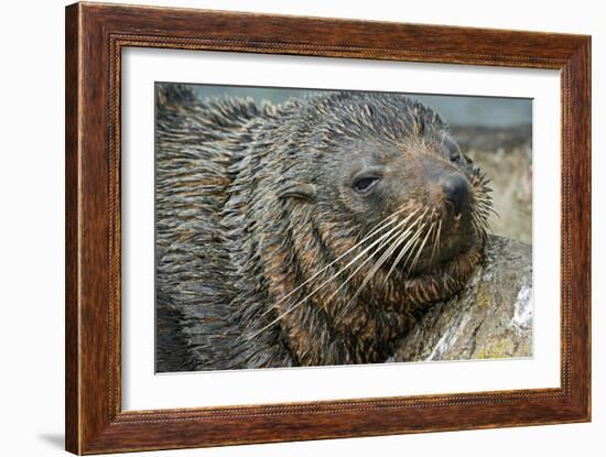 New Zealand Fur Seal-Tony Camacho-Framed Photographic Print