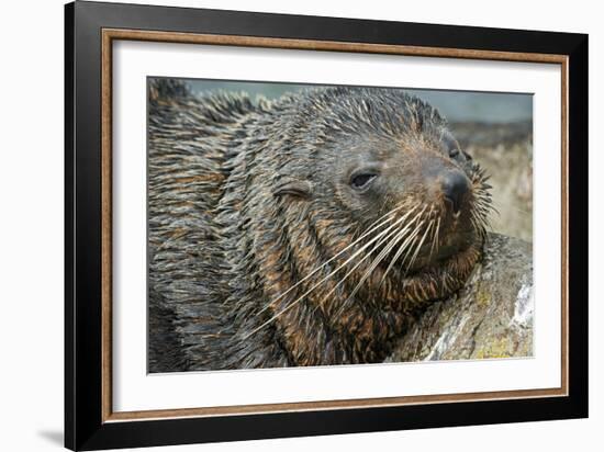 New Zealand Fur Seal-Tony Camacho-Framed Photographic Print