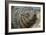 New Zealand Fur Seal-Tony Camacho-Framed Photographic Print