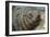 New Zealand Fur Seal-Tony Camacho-Framed Photographic Print