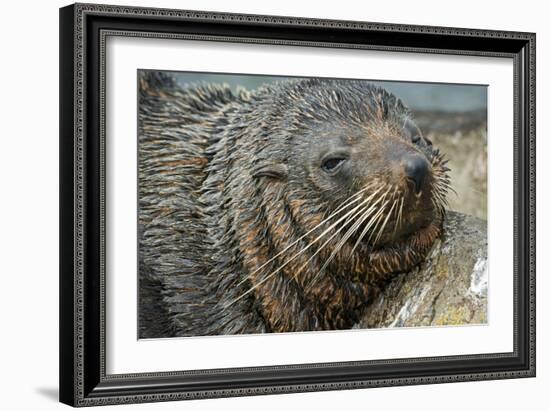 New Zealand Fur Seal-Tony Camacho-Framed Photographic Print