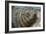 New Zealand Fur Seal-Tony Camacho-Framed Photographic Print