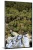 New Zealand Fur Seals Bask , the South Island of New Zealand-Paul Dymond-Mounted Photographic Print