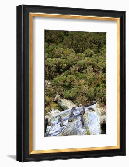 New Zealand Fur Seals Bask , the South Island of New Zealand-Paul Dymond-Framed Photographic Print