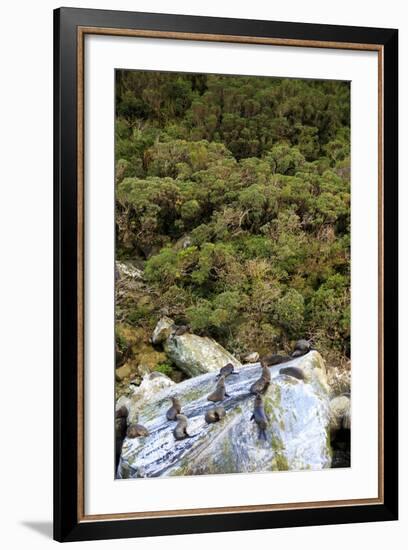 New Zealand Fur Seals Bask , the South Island of New Zealand-Paul Dymond-Framed Photographic Print