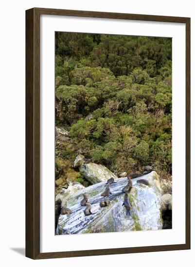 New Zealand Fur Seals Bask , the South Island of New Zealand-Paul Dymond-Framed Photographic Print