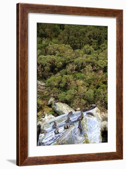 New Zealand Fur Seals Bask , the South Island of New Zealand-Paul Dymond-Framed Photographic Print