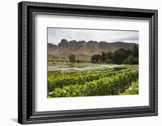 New Zealand, Havelock North. Te Mata Peak, view from vineyards-Walter Bibikow-Framed Photographic Print