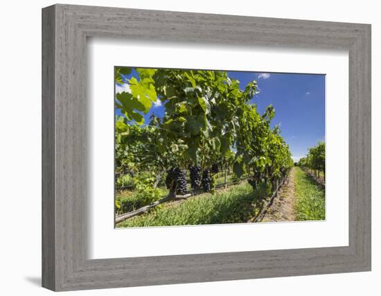 New Zealand, Hawkes Bay, Havelock North. Vineyard-Walter Bibikow-Framed Photographic Print