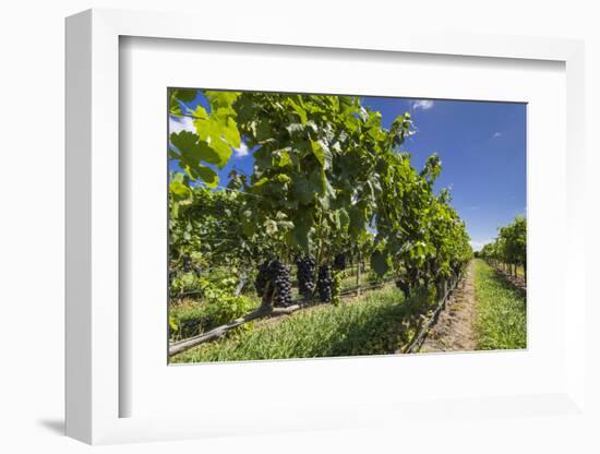 New Zealand, Hawkes Bay, Havelock North. Vineyard-Walter Bibikow-Framed Photographic Print