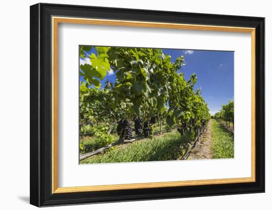 New Zealand, Hawkes Bay, Havelock North. Vineyard-Walter Bibikow-Framed Photographic Print