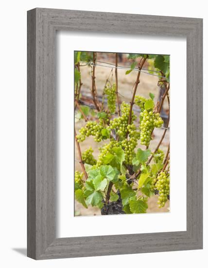 New Zealand, Hawkes Bay, Havelock North. Vineyard-Walter Bibikow-Framed Photographic Print