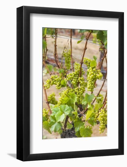 New Zealand, Hawkes Bay, Havelock North. Vineyard-Walter Bibikow-Framed Photographic Print