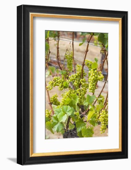 New Zealand, Hawkes Bay, Havelock North. Vineyard-Walter Bibikow-Framed Photographic Print