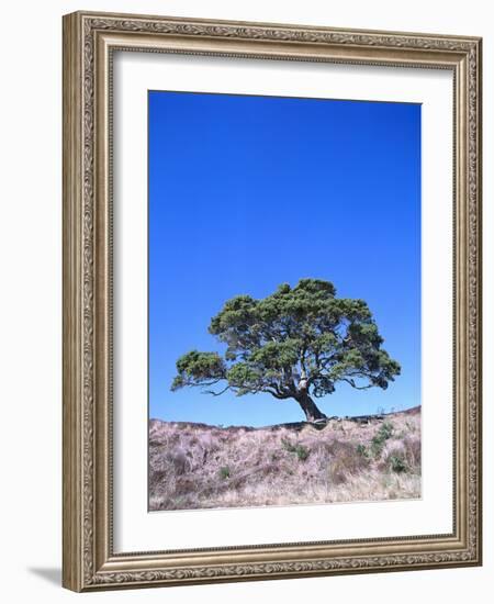 New Zealand, Ironwood Tree, Pohutukawa, Metreosidoros Excelsa-Thonig-Framed Photographic Print