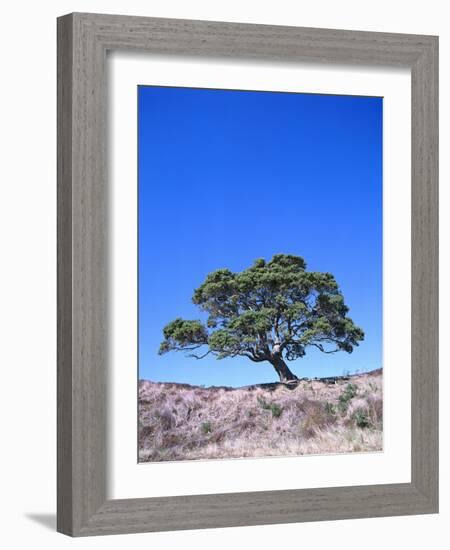 New Zealand, Ironwood Tree, Pohutukawa, Metreosidoros Excelsa-Thonig-Framed Photographic Print