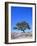 New Zealand, Ironwood Tree, Pohutukawa, Metreosidoros Excelsa-Thonig-Framed Photographic Print