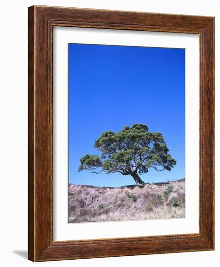 New Zealand, Ironwood Tree, Pohutukawa, Metreosidoros Excelsa-Thonig-Framed Photographic Print