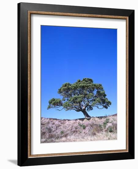 New Zealand, Ironwood Tree, Pohutukawa, Metreosidoros Excelsa-Thonig-Framed Photographic Print