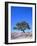 New Zealand, Ironwood Tree, Pohutukawa, Metreosidoros Excelsa-Thonig-Framed Photographic Print