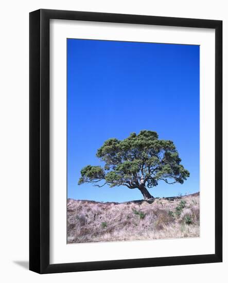 New Zealand, Ironwood Tree, Pohutukawa, Metreosidoros Excelsa-Thonig-Framed Photographic Print