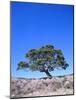 New Zealand, Ironwood Tree, Pohutukawa, Metreosidoros Excelsa-Thonig-Mounted Photographic Print