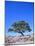 New Zealand, Ironwood Tree, Pohutukawa, Metreosidoros Excelsa-Thonig-Mounted Photographic Print