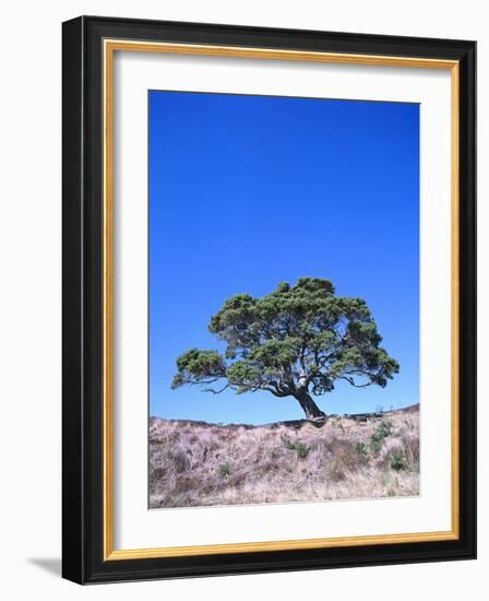 New Zealand, Ironwood Tree, Pohutukawa, Metreosidoros Excelsa-Thonig-Framed Photographic Print